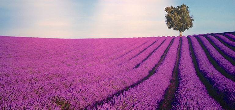 Leuchtend violettes Lavendel-Feld, das in ordentliche Reihen unterteilt ist, am Horizint steht ein einzelner Baum vor blauem Himmel.